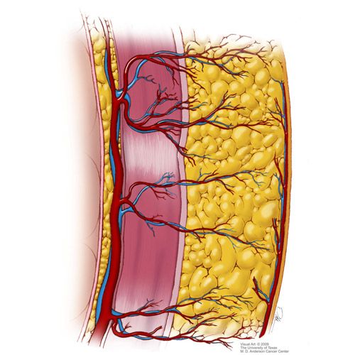 Blood supply reaching into transferred tissue